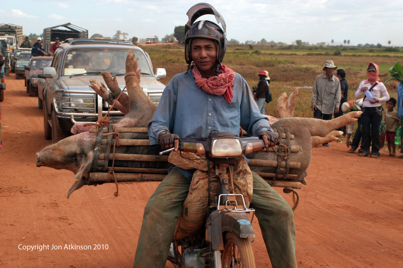 Transporting Pigs by Road, Cambodia Transporting Pigs by Road, Cambodia